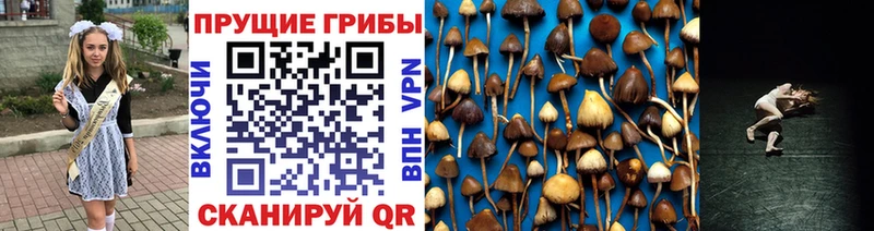 Псилоцибиновые грибы Psilocybe Велиж